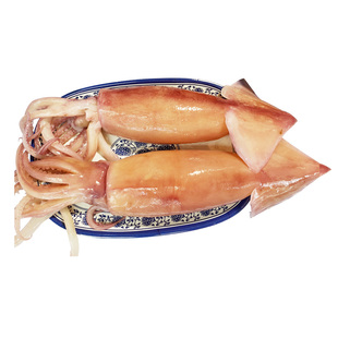 鱿鱼整只重庆火锅食材配菜新鲜水发鱿鱼鲜活冷冻海鲜烧烤深海打捞