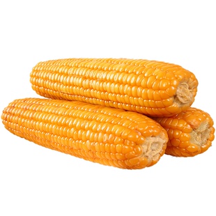真空玉米棒黄嫩老笨适中老式不粘不甜糯非转基因硬农家老品种5斤