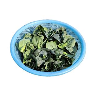 顺丰苏北青菜苔新鲜现摘菜头矮脚青菜甜糯油菜霜冻菜心蔬菜农家菜