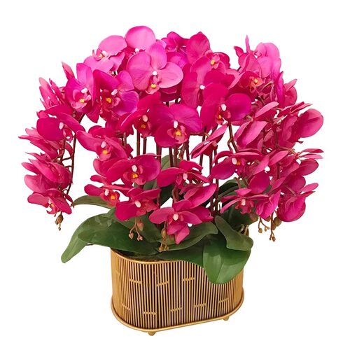 蝴蝶兰盆栽带花苞花苗带花剑兰花大苗客厅室内植物花卉四季好养活