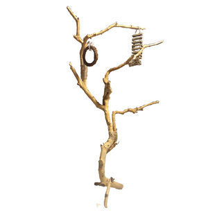 干树枝原木杈天然干枝枯枝枯木树干鸟架造型壁挂衣架吊顶树枝装饰