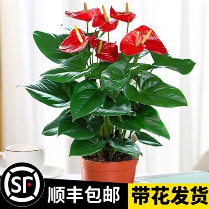 开花红掌运当花卉植物盆栽鸿白好养水培绿植头室内一帆风顺四季掌