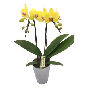 新款金银盆日本sheena迷迪蝴蝶兰年宵花高档礼品带花苞室内花卉