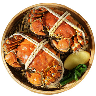 【精品蟹】10只现货苏州阳澄后荡湖大闸蟹鲜活螃蟹全母河蟹礼盒