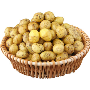 恩施小土豆10斤包邮农家新鲜洋芋迷你黄心士豆湖北马铃薯整箱蔬菜
