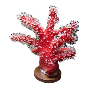 皮革珊瑚长须花环皮非日木耳皮革珊瑚樱花手指海绵树海水活体珊瑚