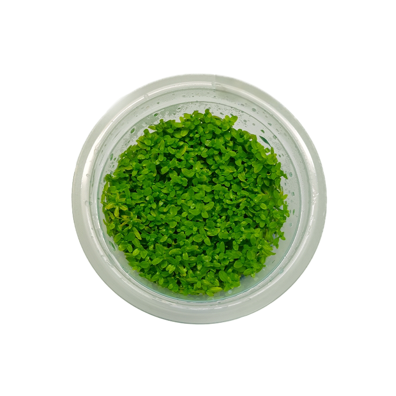 高珍珠阴性水草日本高珍珠无菌杯日本珍珠草鱼缸造景古法缸生态缸
