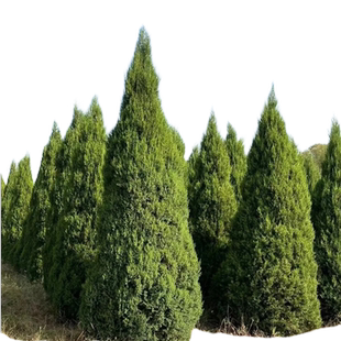 松柏树苗带土柏树侧柏塔柏龙柏松树坟地坟前墓前绿植园林绿化工程