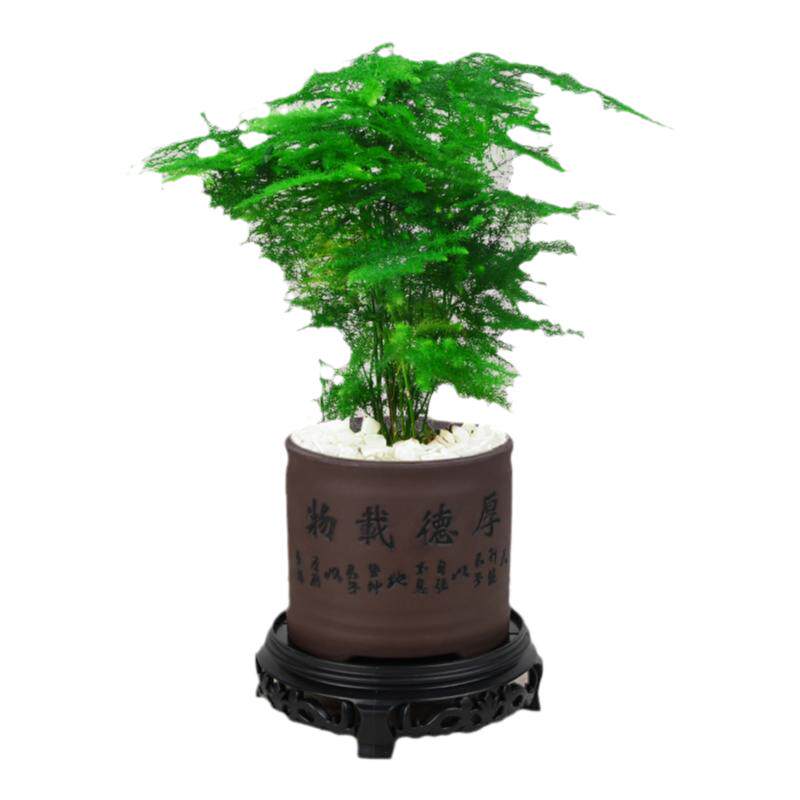 文竹盆栽室内植物花卉绿植办公室桌面盆景老桩摆件云竹四季常青