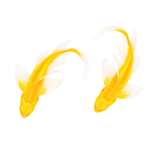 黄金锦鲤活鱼观赏鱼小金鱼好养耐活自来水冷水淡水耐寒草金鱼