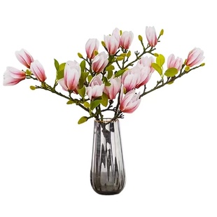 带花苞玉兰花水培鲜切花玉兰鲜枝真花过年花束盆栽客厅摆件年宵花