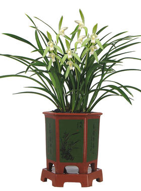 四季建兰盆栽好养花卉植物
