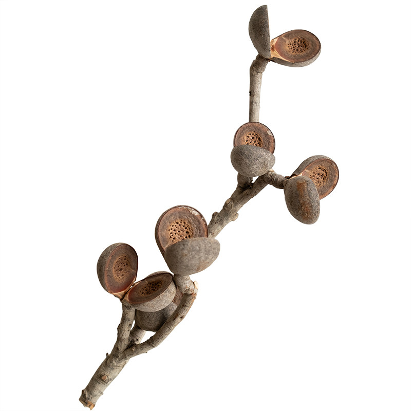 澳洲进口板球荣桦轻奢花材软装陈设家居个性插花真花哈克木干树枝