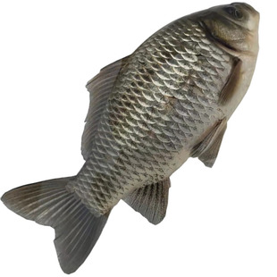 鲫鱼鱼苗中科三号条形优质良种巨鲫大板鲫重庆永川水花发货包邮