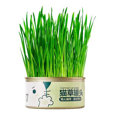 【种不出包退】懒人泡面猫草水培