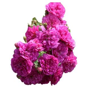 新品阳台盆栽微型月季花苗甜蜜马车大苗三季开花浓香多头勤花抗冻