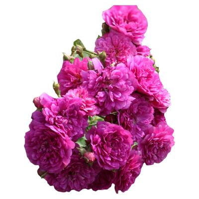 甜蜜马车浓香微型月季苗阳台盆栽