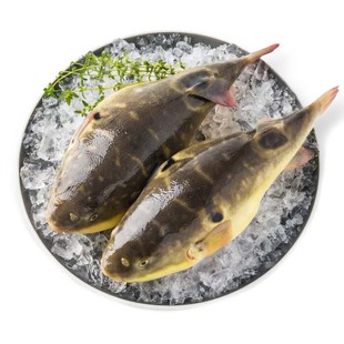 中洋鱼天下新鲜食用河豚鱼肉1条装已控毒处理冷冻半成品生鲜水产