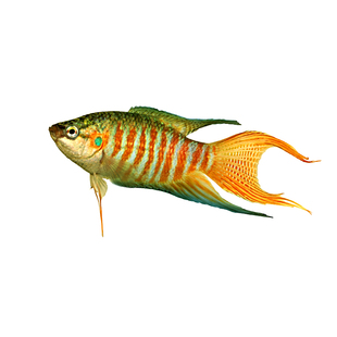 中国斗鱼活鱼冷水鱼淡水观赏鱼小型鱼耐活巨普黄金国斗鱼苗宠物鱼