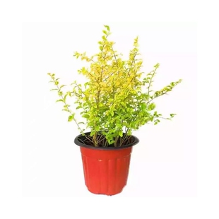 金森金冠金叶亮晶女贞树苗庭院篱笆工厂花园绿化耐寒易活植物包邮