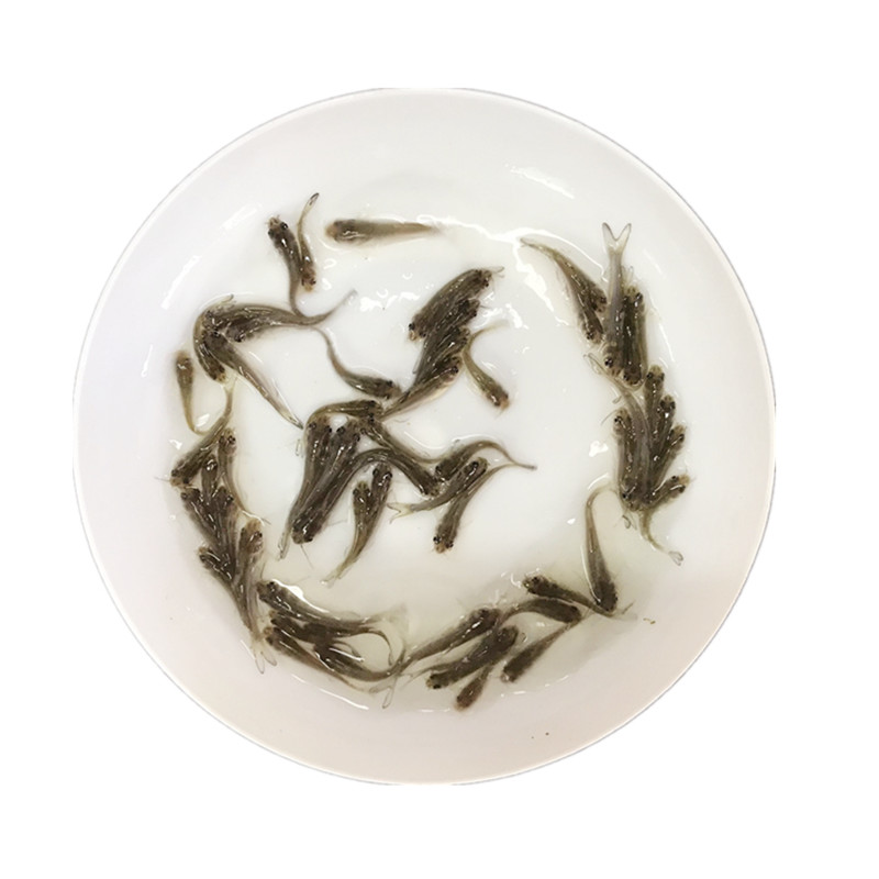 淡水斑点叉尾鮰鱼苗钳鱼叉尾鱼回鱼喂食包邮活体大型养殖食用易活