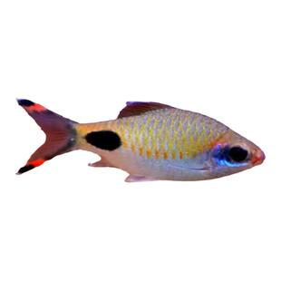 红线黑影道人梦幻黑影克里希那金斯鲃红尾绿荧光草缸群游温和混养