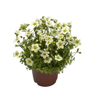 高山虎耳草盆栽花苗金丝荷叶舞动精灵高地人易爆盆阳台花园带花苞