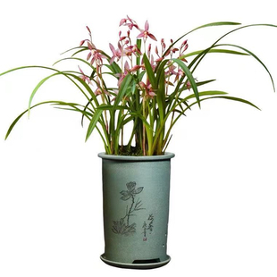 建兰市长红正品浓香四季兰花苗带花苞室内阳台花卉喜阴绿植物夏秋