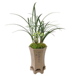 刘阁兰花苗 原生苗老种春兰 宋梅 老八种之一 现带花苞出售盆栽