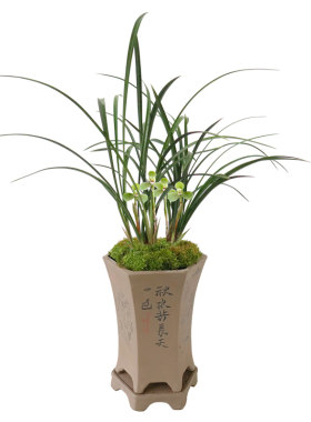 原生苗老种春兰宋梅好养易花