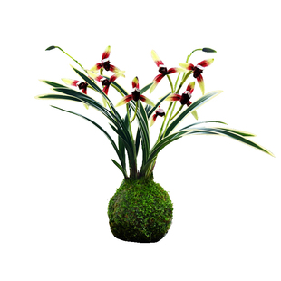 有香味的兰花苗 建兰金尊红颜 四季兰带金边室内阳台花卉盆栽绿植