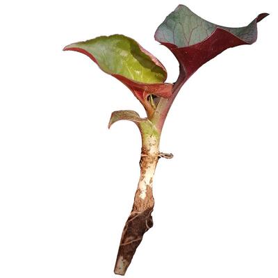 四川野生折耳根新鲜鱼腥草嫩带叶子带泥当季凉拌菜现挖紫红色侧耳