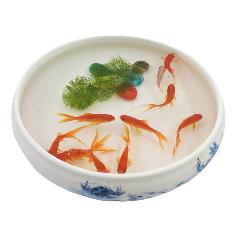草金鱼红草鱼红草鱼冷水鱼淡水鱼