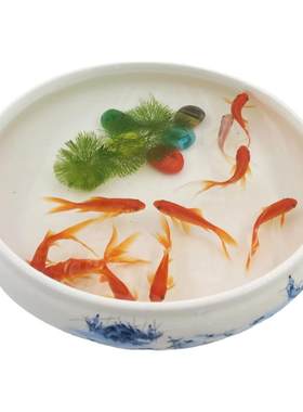 草金鱼红草鱼红草鱼冷水鱼淡水鱼