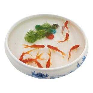 冷水鱼红草鱼小金鱼活体龙鱼发财鱼雷龙饲料鱼摆摊儿童乐园垂钓鱼