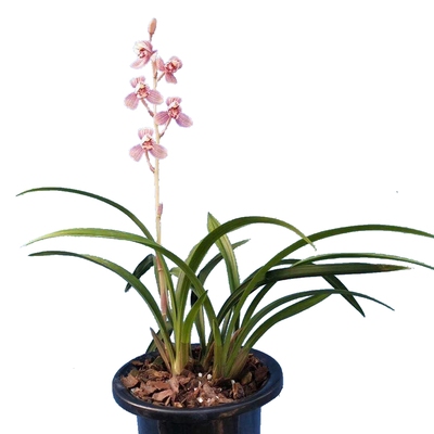 艳丽红花荷四季兰花东方红荷浓香