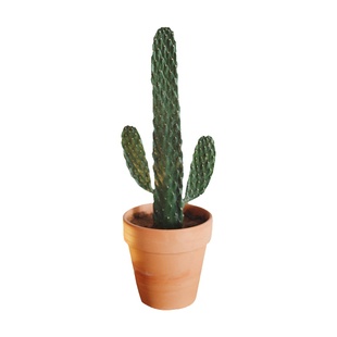 亲爱的绿植万岁山仙人掌科植物四季中华掌办公室内桌面多肉小盆栽