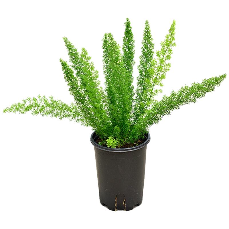 狐尾天门冬盆栽蕨类植物