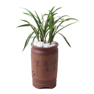 兰花苗迷你矮种金边线艺小元宝花卉绿植盆栽室内客厅四季观花植物