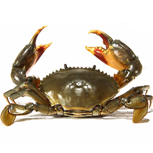 三门野 生鲜活青蟹特大全母红膏蟹海鲜膏蟹螃蟹红鲟黄油野生肉蟹