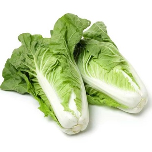 20天成熟快菜种子早熟高产四季速生耐热耐湿奶油大小白菜蔬菜新种