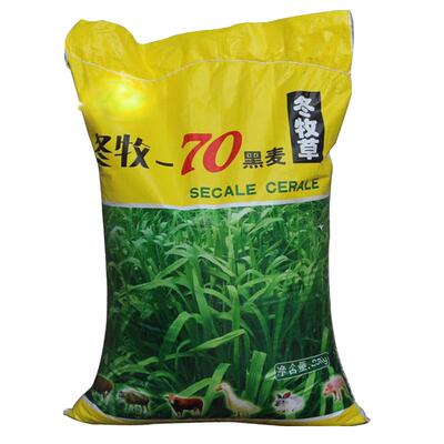 牧草黑麦草种子耐寒冬牧70草种籽