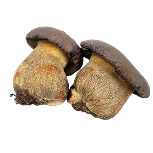 新鲜黑牛肝菌【顺丰包邮】云南牛肝菌新鲜 肉厚鲜嫩 炒菜炖汤火锅