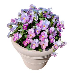 角堇花苗盆栽带花皱边三色瑾大苗耐寒抗冻阳台室内外庭院花卉植物