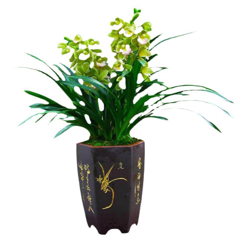 香妃兰兰花年宵室内好养浓香带花