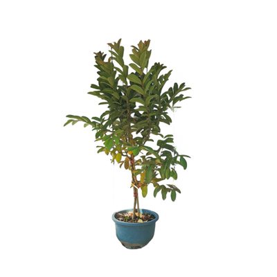 番石榴苗新品台湾西瓜芭乐脆甜少籽四季结果南方阳台庭院盆栽树苗