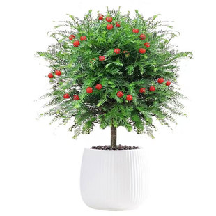 红豆杉树苗盆栽盆景正宗耐寒南北方种植室内外好养绿植花卉红豆杉