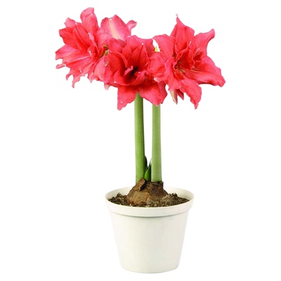 【小红书博主推荐新手种球】