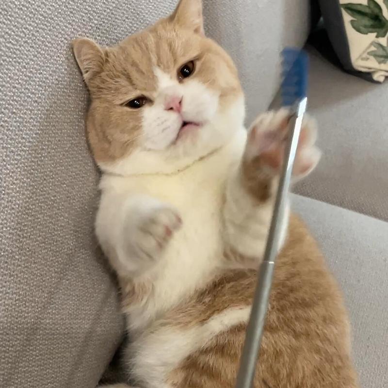 挠痒痒逗猫棒长杆自嗨解闷神器质量好的猫咪用品大全猫玩具刷子