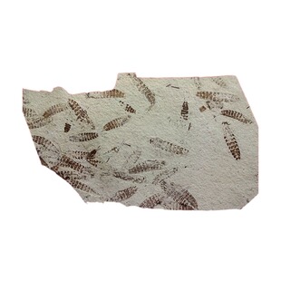 天然古生物奇石观赏石菊石扇贝动物昆虫三尾蜉蝣化石原石标本2891